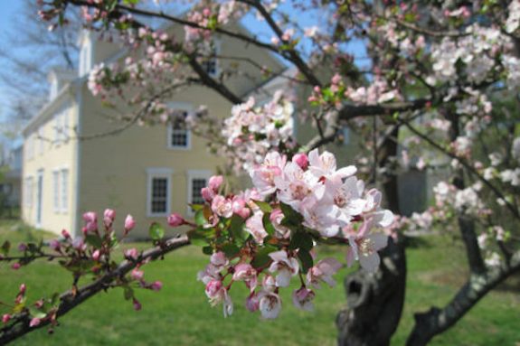 Dwight Derby House Spring, trees in bloom
